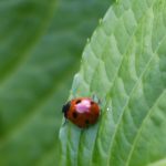 Logotipo del grupo Haikus prá nosa terra